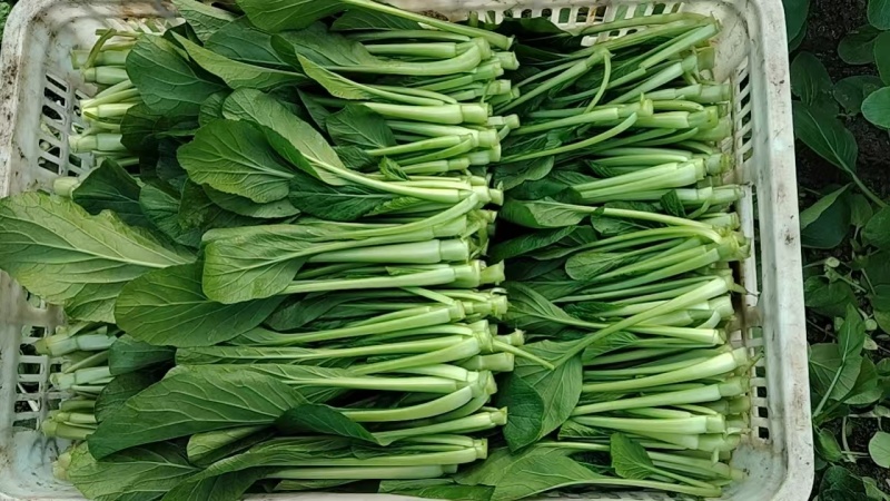 广东青菜【广东菜心】菜心菜苔支持视频看货，可发往全国市场！