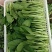 广东青菜【广东菜心】菜心菜苔支持视频看货，可发往全国市场！