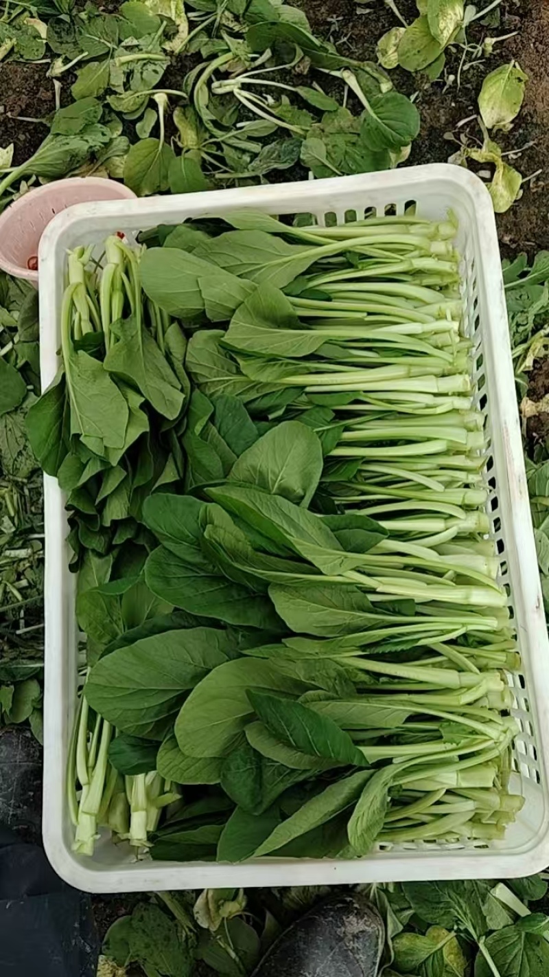 广东青菜【广东菜心】菜心菜苔支持视频看货，可发往全国市场！