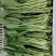 广东青菜【广东菜心】菜心菜苔支持视频看货，可发往全国市场！