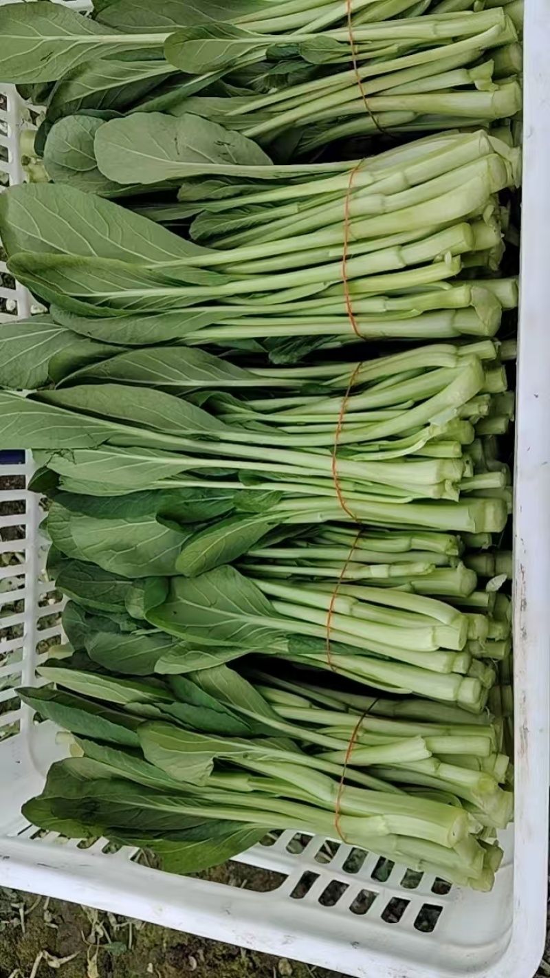 广东青菜【广东菜心】菜心菜苔支持视频看货，可发往全国市场！