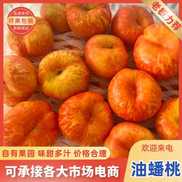 精品油蟠7-7，油7油蟠桃山東沂源县产地现摘现发