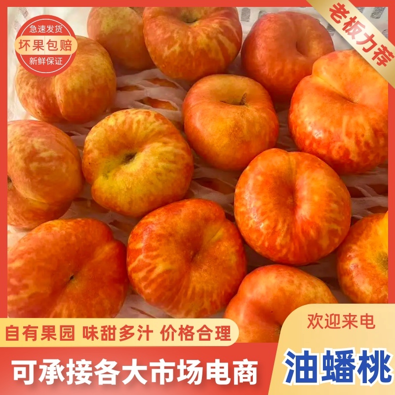 精品油蟠7-7，油7油蟠桃山東沂源县产地现摘现发