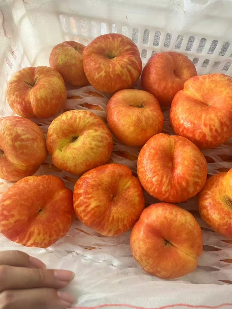 精品油蟠7-7，油7油蟠桃山東沂源县产地现摘现发