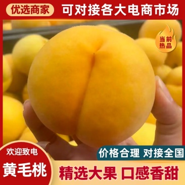 【推荐】精品黄毛桃口感香甜规格齐全价格好对全国
