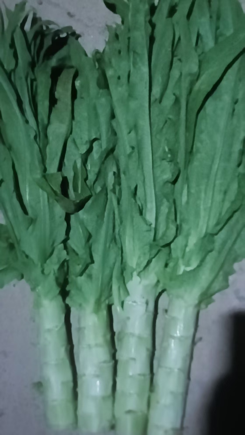 三青皮莴笋产地大量现货供应，规格齐全，对接商超市场批发商