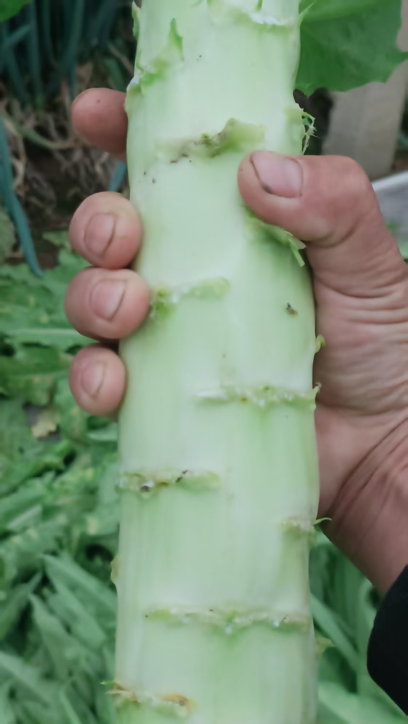 三青皮莴笋产地大量现货供应，规格齐全，对接商超市场批发商