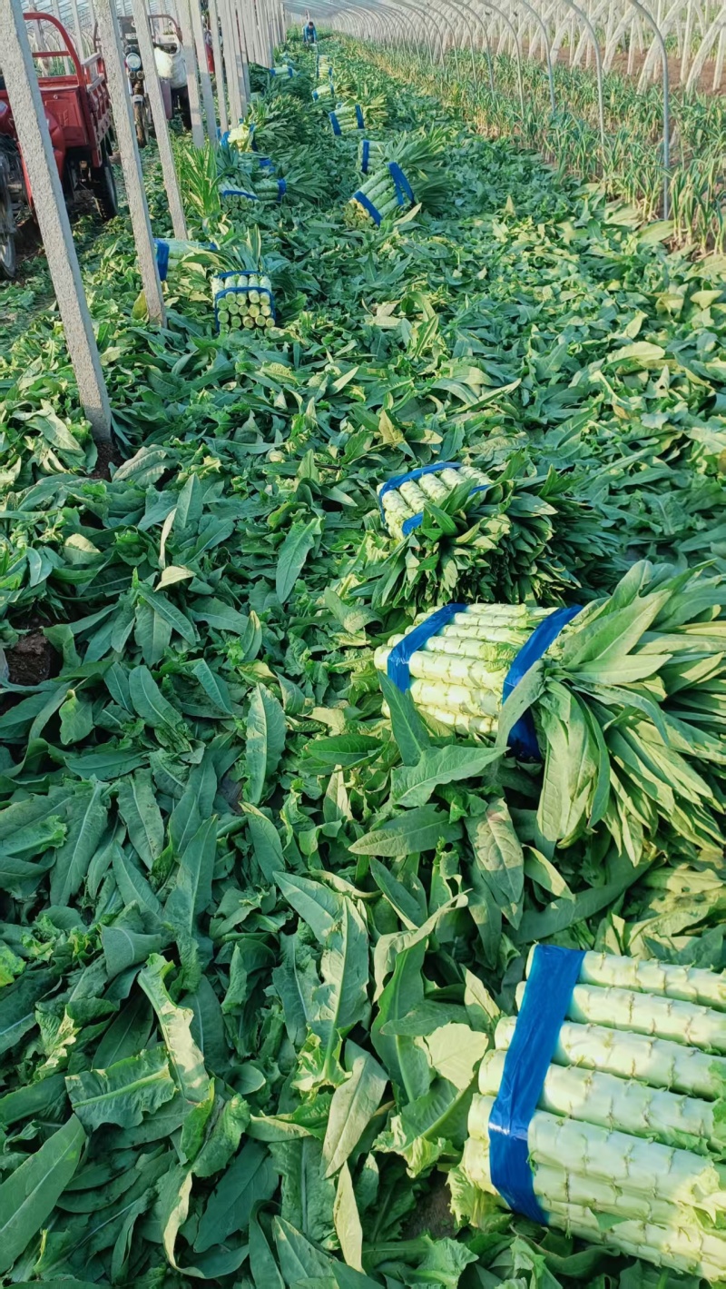 三青皮莴笋产地大量现货供应，规格齐全，对接商超市场批发商