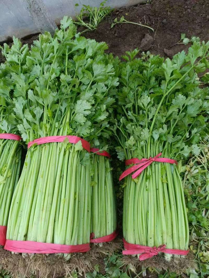 芹菜山东皇后芹菜基地直供大量现货供应，品质保证，欢迎来电