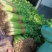 芹菜山东皇后芹菜基地直供大量现货供应，品质保证，欢迎来电