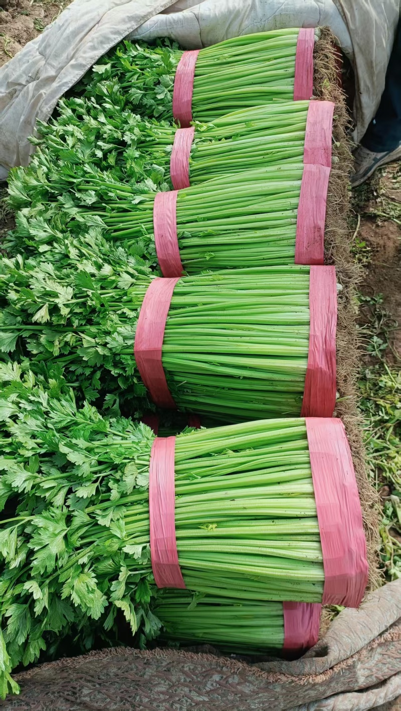 芹菜山东皇后芹菜基地直供大量现货供应，品质保证，欢迎来电