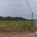 广东佛冈百亩源头种植基地，黄皮，黑皮，青皮甘蔗种