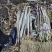 辽宁长白大葱大量接单产地直发量大从优欢迎来电
