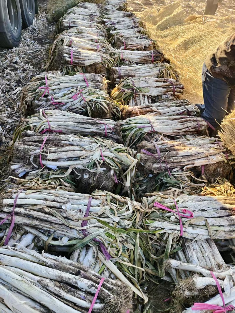 辽宁长白大葱大量接单产地直发量大从优欢迎来电
