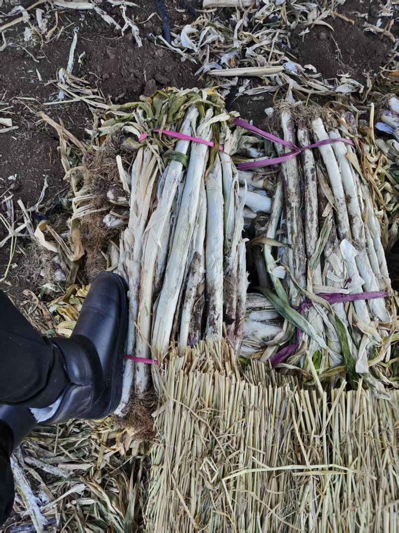 辽宁长白大葱大量接单产地直发量大从优欢迎来电