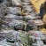 辽宁长白大葱大量接单产地直发量大从优欢迎来电