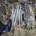 辽宁长白大葱大量接单产地直发量大从优欢迎来电