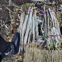 长白大葱大吨位供应产地直发量大从优欢迎下单