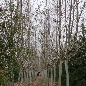 雪松，国槐，发桐，黄栌树