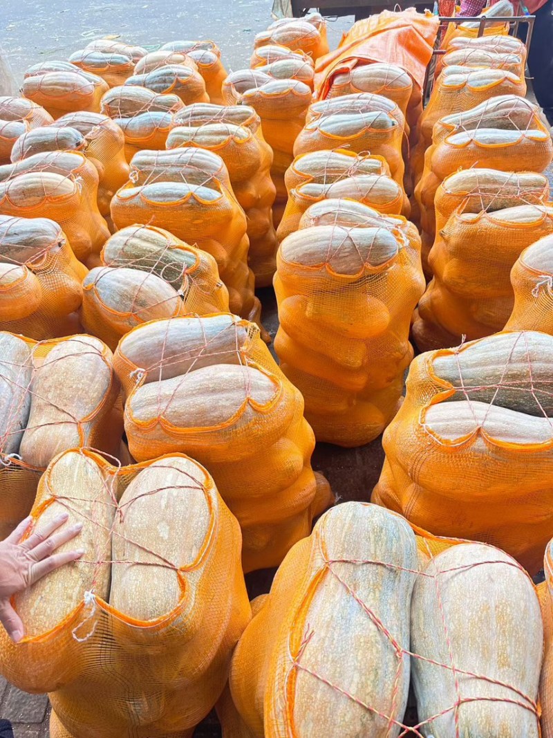 蜜本南瓜【优质南瓜】大量供应加工厂，食堂，商超
