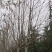 雪松，国槐，发桐，黄栌树