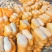 蜜本南瓜【优质南瓜】大量供应加工厂，食堂，商超