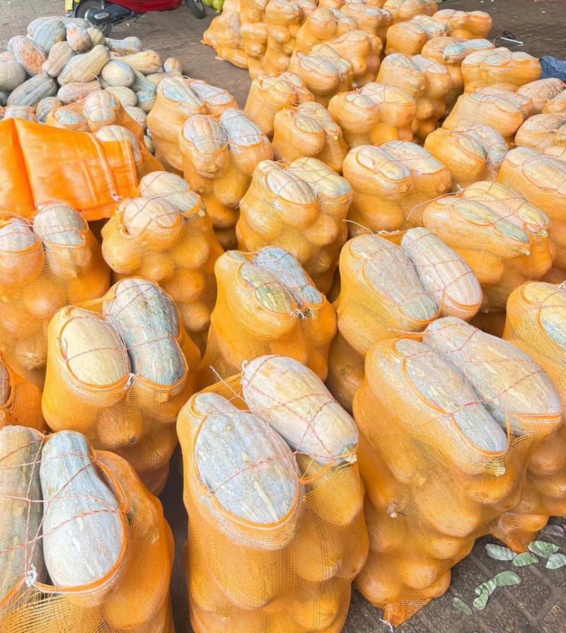 蜜本南瓜【优质南瓜】大量供应加工厂，食堂，商超