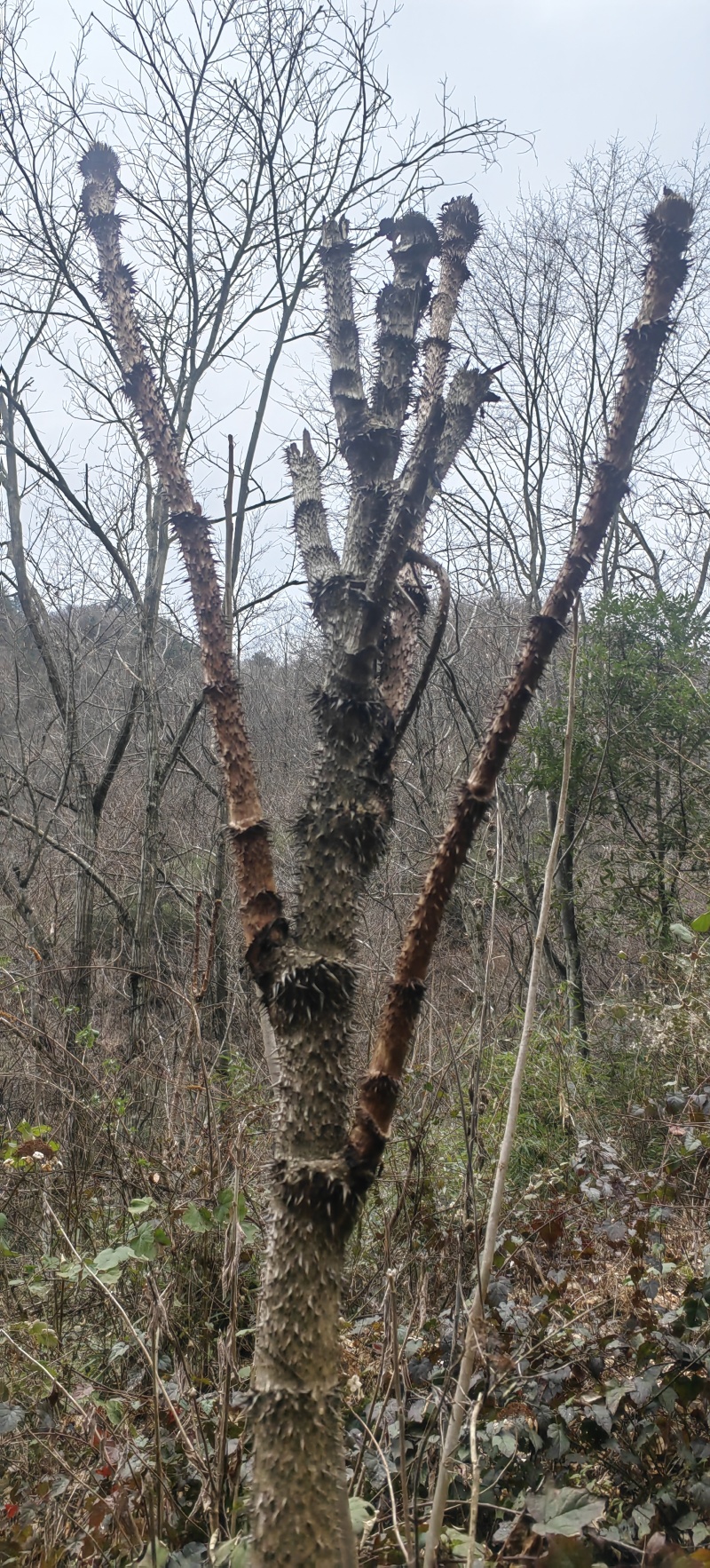红楤木片根冷背药材产地一手货源