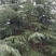 雪松，国槐，发桐，黄栌树