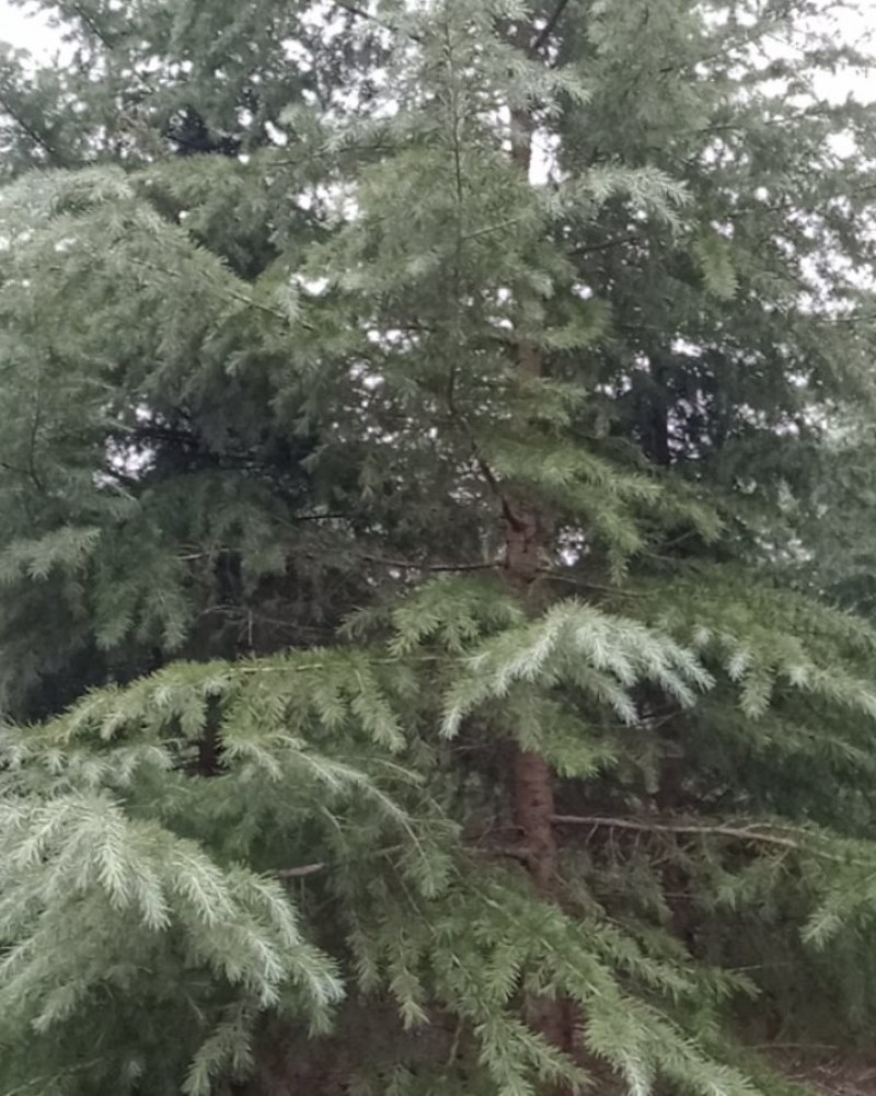 雪松，国槐，发桐，黄栌树