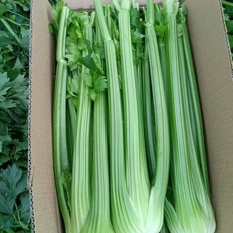 【实力】辽宁精品西芹去叶芹菜西芹杆子欢迎来电
