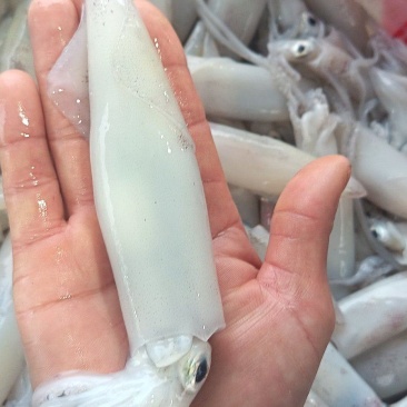 鲜活鱿鱼大量上市，品质保障，基地直发，量大从优，欢迎咨询