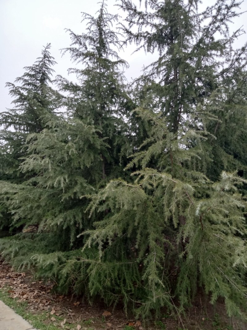 雪松，国槐，发桐，黄栌树