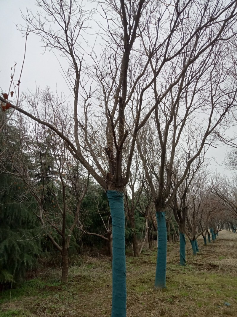 雪松，国槐，发桐，黄栌树