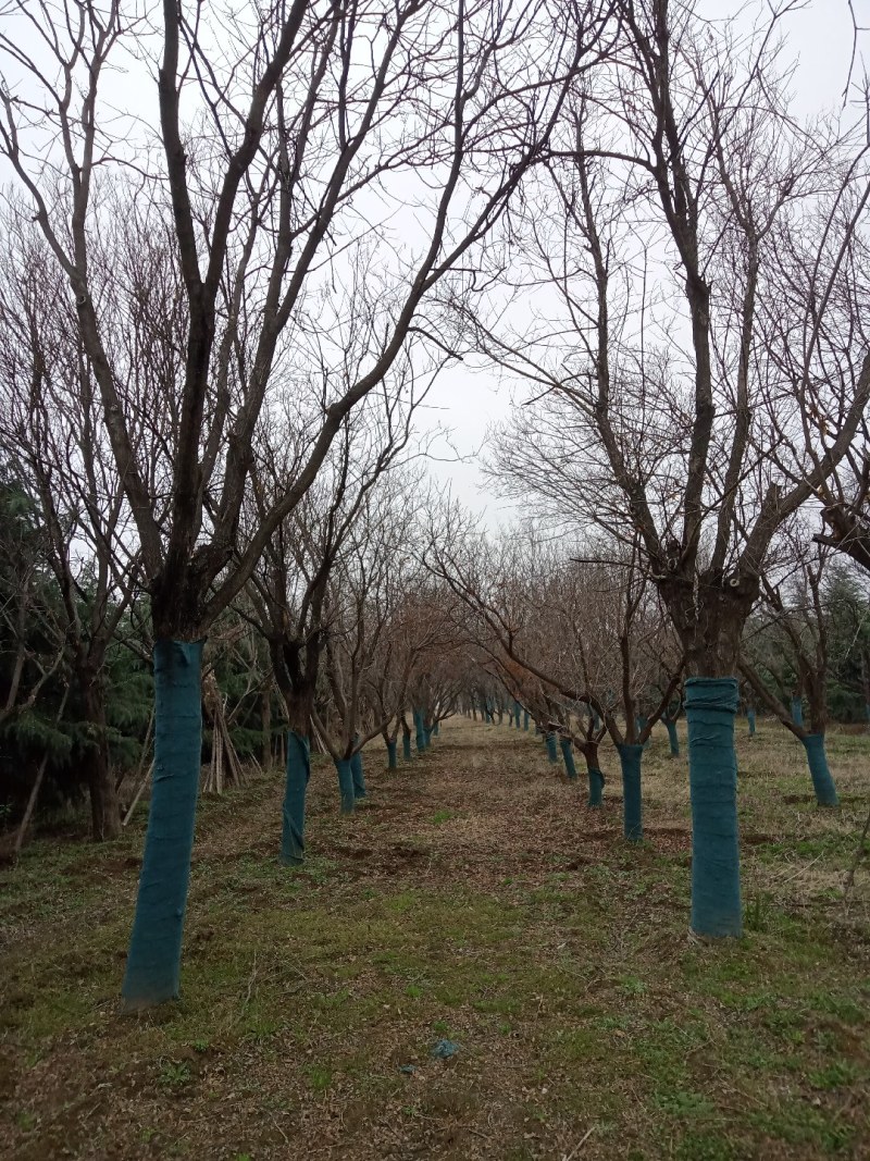 雪松，国槐，发桐，黄栌树