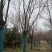 雪松，国槐，发桐，黄栌树