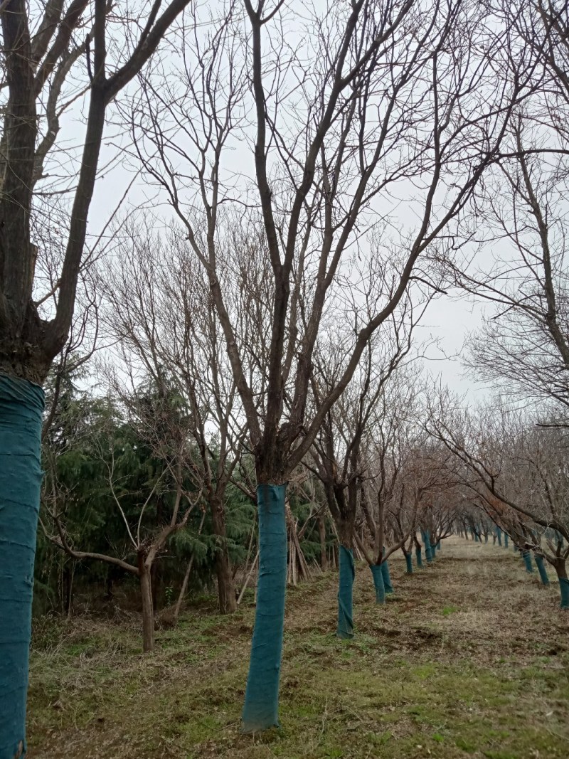 雪松，国槐，发桐，黄栌树