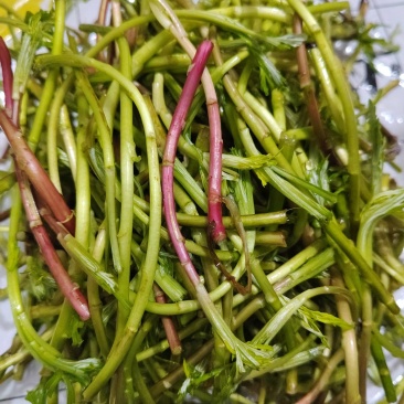 野生藜蒿泥蒿黎蒿非大棚芦蒿腊肉篱蒿蔬菜新鲜当季