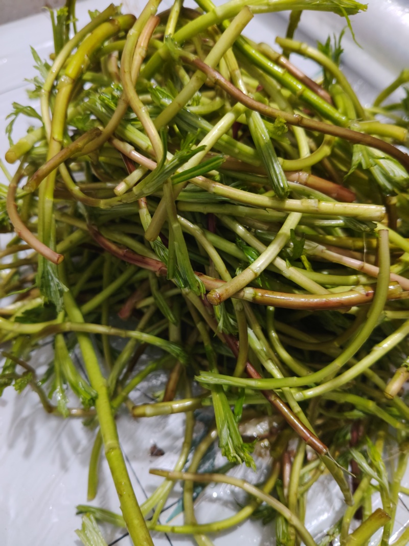 野生藜蒿泥蒿黎蒿非大棚芦蒿腊肉篱蒿蔬菜新鲜当季