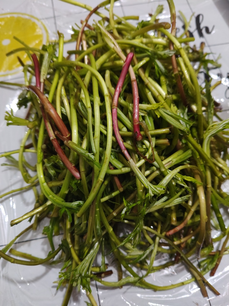 野生藜蒿泥蒿黎蒿非大棚芦蒿腊肉篱蒿蔬菜新鲜当季