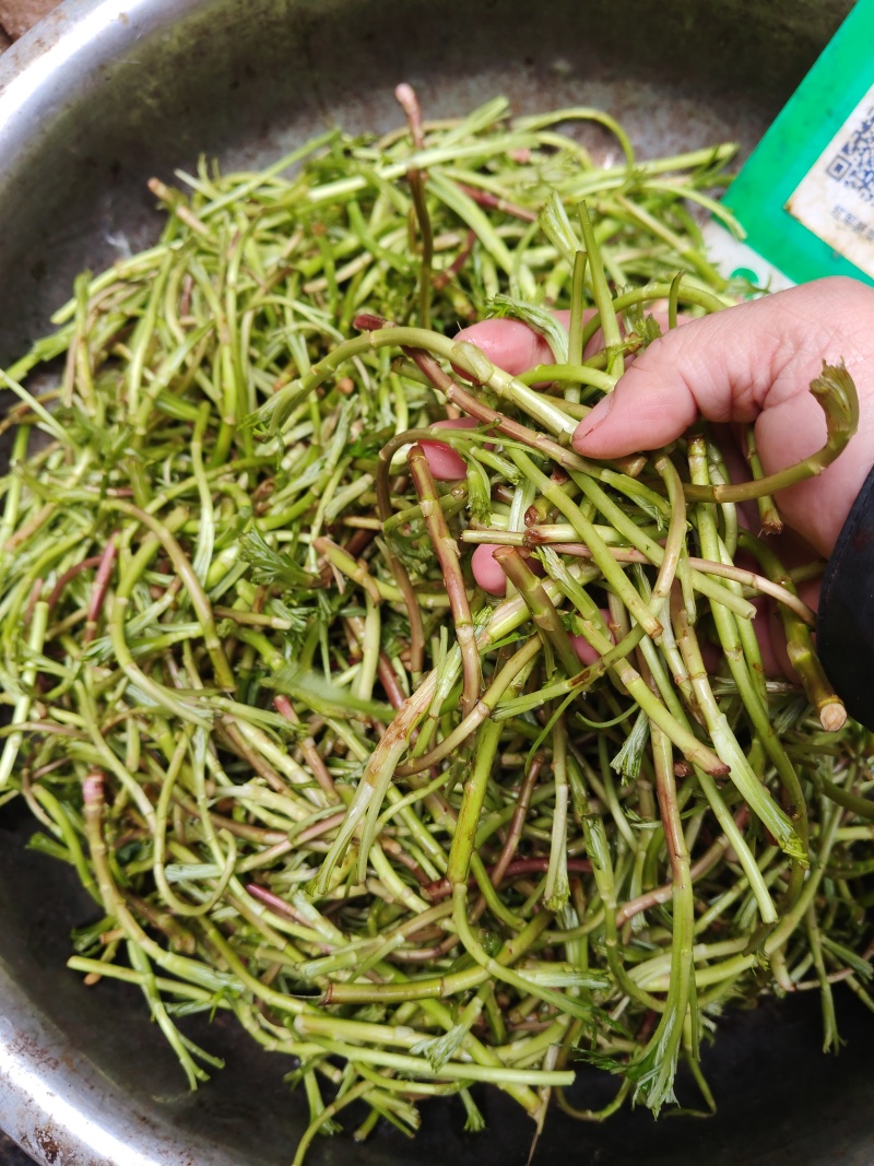 野生藜蒿泥蒿黎蒿非大棚芦蒿腊肉篱蒿蔬菜新鲜当季