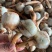 慈菇\茨菇苗\荸荠苗\代收代发(全国电商一件代发)