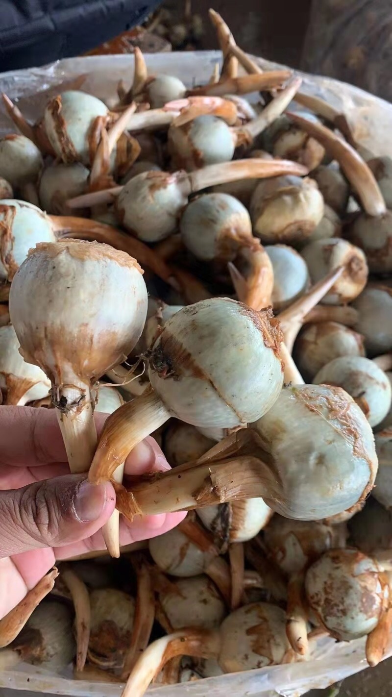 慈菇\茨菇苗\荸荠苗\代收代发(全国电商一件代发)