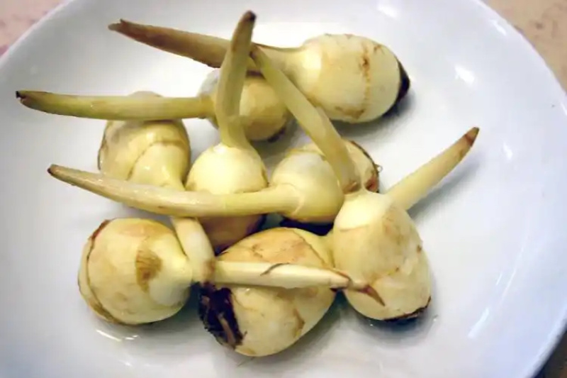 慈菇\茨菇苗\荸荠苗\代收代发(全国电商一件代发)