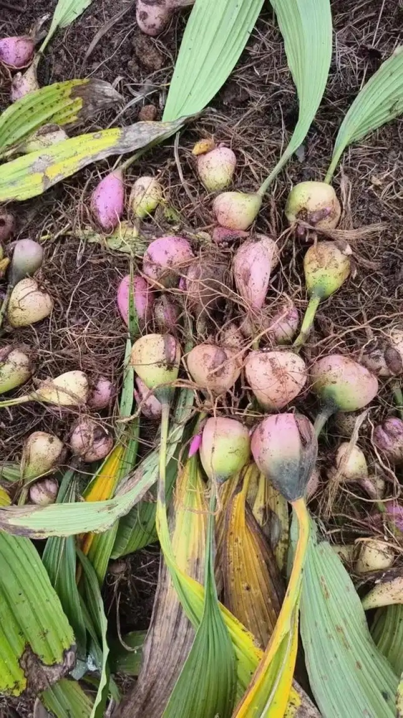 慈菇\茨菇苗\荸荠苗\代收代发(全国电商一件代发)