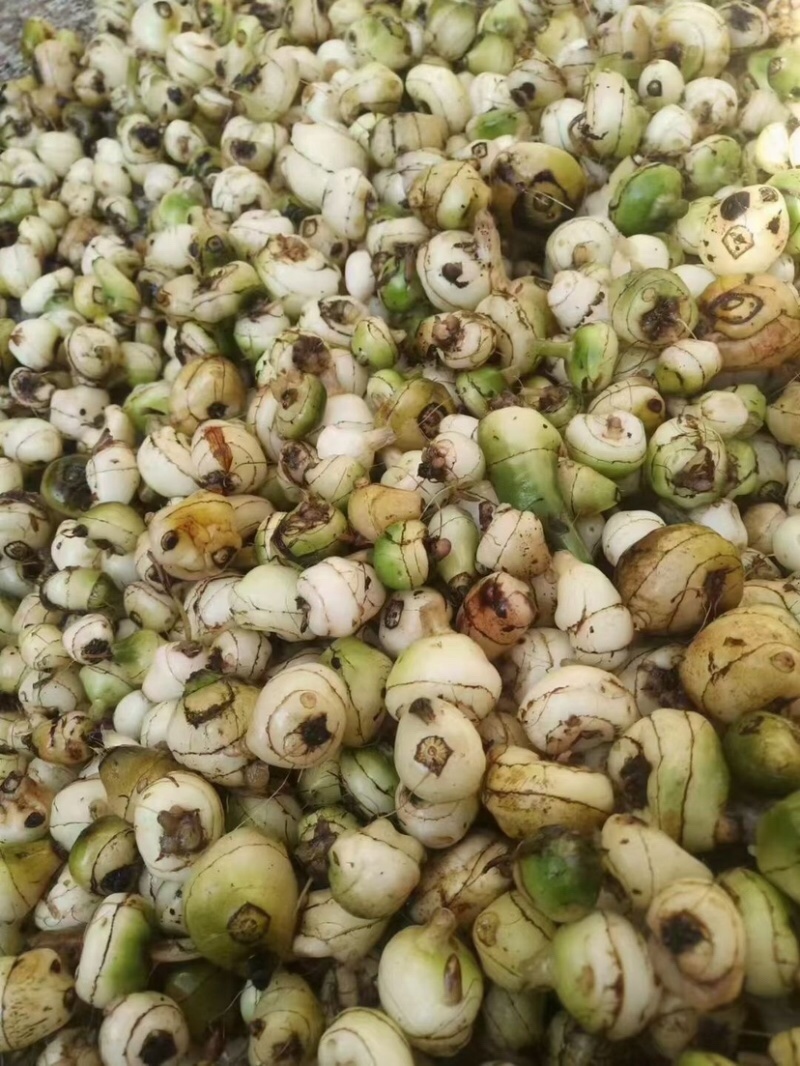 慈菇\茨菇苗\荸荠苗\代收代发(全国电商一件代发)
