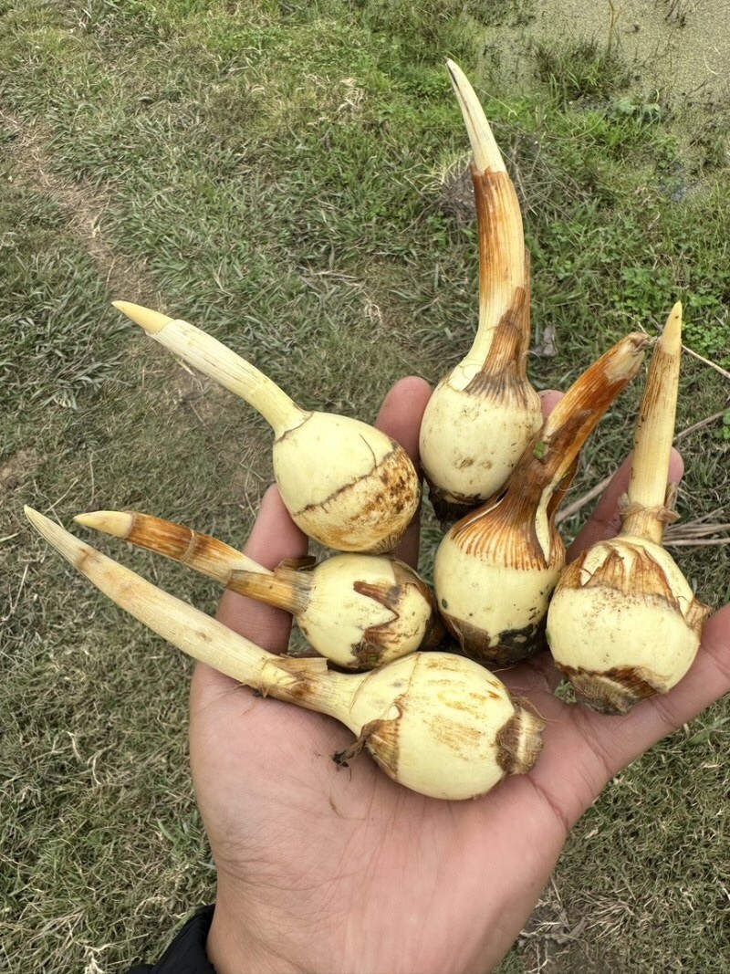 慈菇\茨菇苗\荸荠苗\代收代发(全国电商一件代发)