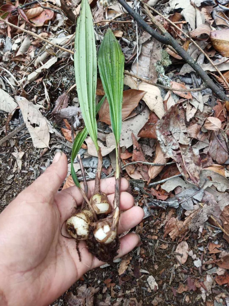慈菇\茨菇苗\荸荠苗\代收代发(全国电商一件代发)