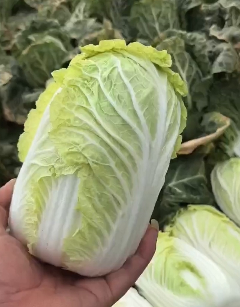 娃娃菜云南产地直发，现货直供，欢迎咨询，询一手货源