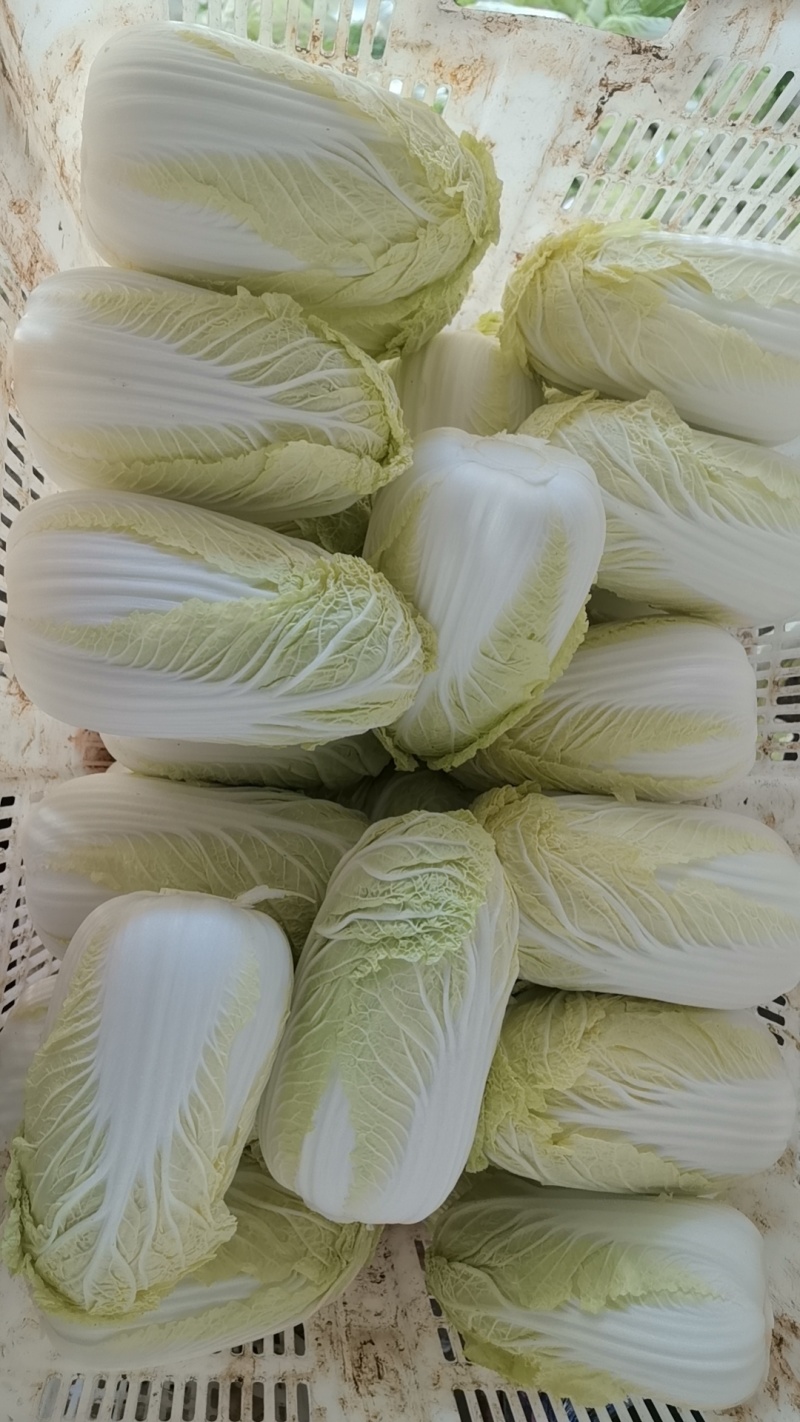 娃娃菜云南产地直发，现货直供，欢迎咨询，询一手货源